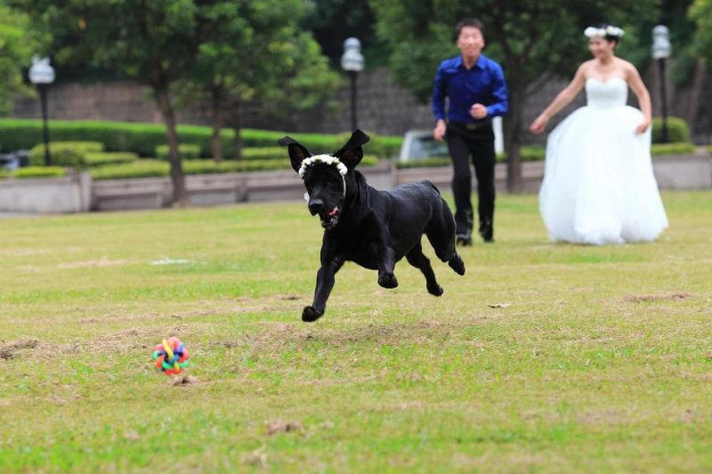 Cómo incorporar un perro a la boda: 5 formas más lindas