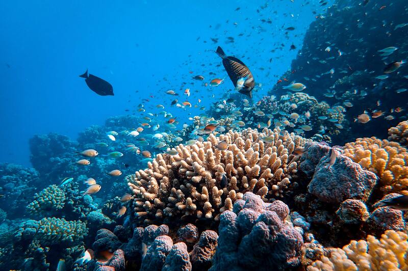 Nature Care 101: ¿Los arrecifes de coral se dañan con el agua?