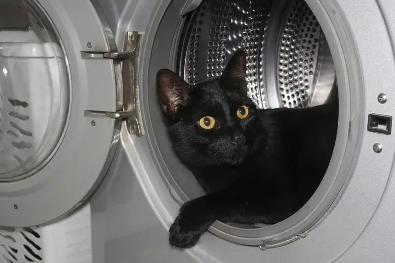 ¿Cómo evitar que el gato vaya detrás de la lavadora y la secadora? 5 métodos asombrosos!
